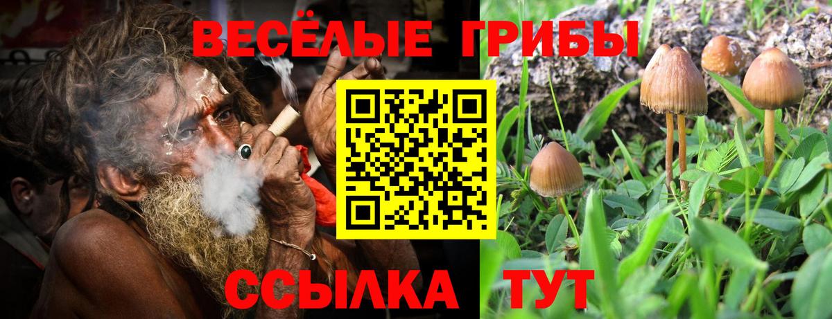 Псилоцибиновые грибы мицелий Черняховск